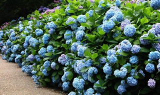 绣球花打顶的正确方法（绣球花打顶的正确方法视频）