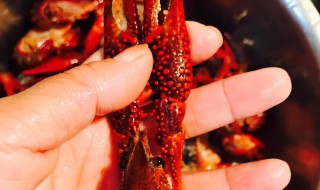 麻辣小龙虾的做法和吃法（麻辣小龙虾的家常做法视频教程）