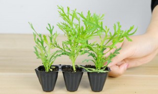玛格丽特花的养殖方法和注意事项 玛格丽特花的养殖方法和注意事项玛格丽特能在阳台养吗