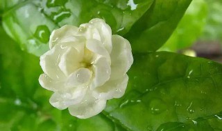 什么花好养（什么花好养活）