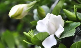 栀子花什么季节开花（栀子花什么季节开花花期多长）