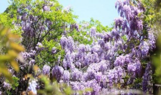 紫藤花什么时候开花（紫藤花什么时候开花?）