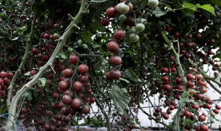 紫番茄能吃吗（紫番茄叫什么）