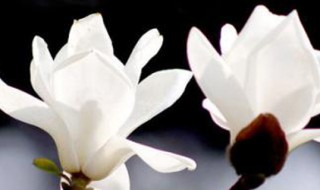 白玉兰树种植方法 白玉兰树种植方法图解