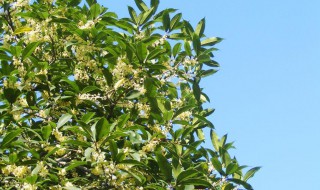 桂花树的介绍和特点（桂花树的介绍和特点图片）