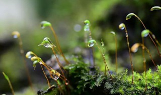 袁枚《苔》赏析（苔袁枚解析）