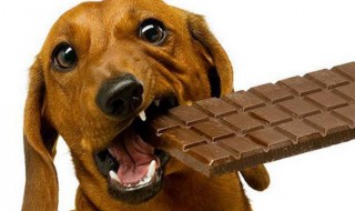 狗可以吃巧克力吗 小狗狗可以吃巧克力吗