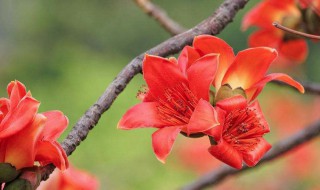 木棉花怎么煲祛湿呢 木棉花煲什么祛湿窍门