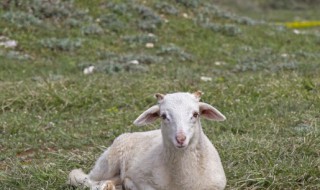 梦见羊头是什么意思 梦见羊头是什么意思解梦