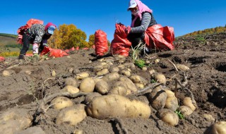 土豆怎样种植 土豆怎样种植才能高产视频