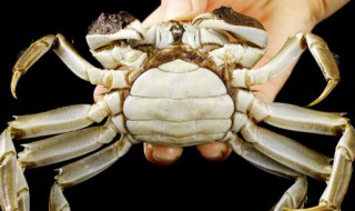 如何保鲜螃蟹 如何保鲜螃蟹活的久