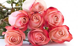 十九朵粉玫瑰代表什么意思（十九朵粉玫瑰花代表什么意思）