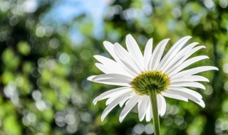 洋甘菊要怎么种植 洋甘菊怎么种植方法