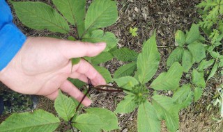 田七怎样种植（田七怎么种植方法）