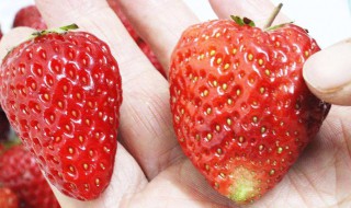 草莓红了后多久才能吃 草莓红了后几天能收获