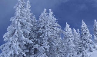 雪松怎么种 雪松怎么种植成活率高