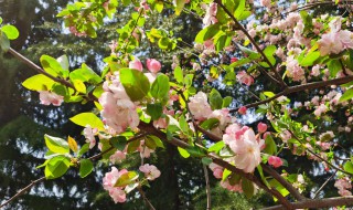 海棠花怎么繁殖方法（海棠花怎么繁殖方法图解）