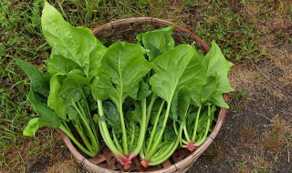 菠菜子的家常做法 菠菜子的家常做法窍门