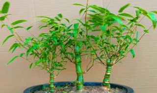 盆栽竹的养殖方法和注意事项（盆栽竹的养殖方法和注意事项图片）