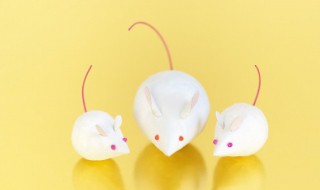 九九归一打一生肖（九九归一打一生肖是什么动物）