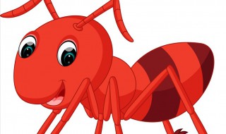 杀虫剂能杀死蚂蚁吗 屋里有蚂蚁怎么彻底根除