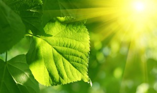 绿色植物的光合作用 绿色植物的光合作用和呼吸作用