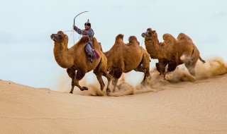 沙漠骆驼原唱（沙漠骆驼原唱完整版歌词）