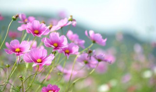 格桑花花语（格桑花花语美句）