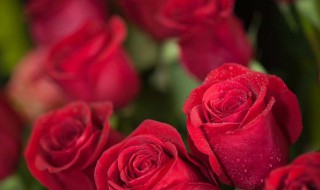 红玫瑰的花语（33朵红玫瑰的花语）
