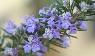 迷迭香的花语（崩坏三迷迭香的花语）