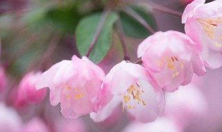 海棠花花语（海棠花的花语和寓意图片）