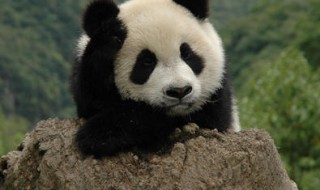 熊猫的介绍 熊猫的介绍英文