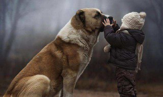 大型犬有哪些（大型犬有哪些品种）