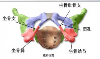 耻骨是哪里（男生耻骨是哪里）