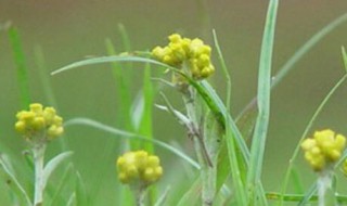 棉菜是什么样子的（棉菜的图片）