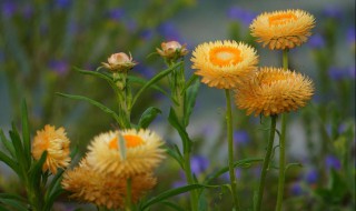 麦杆菊花语 麦杆菊花语什么意思