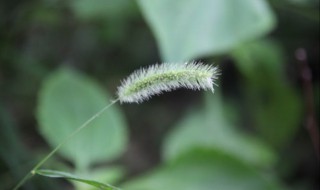 狗尾巴花的花语是什么（狗尾巴花形容女人）