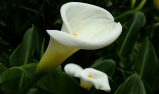 海芋的花语 海芋花语的寓意