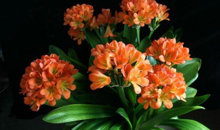 花里的小飞虫怎么消灭小窍门（花土里的小飞虫怎么消灭小窍门）