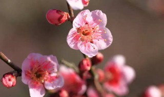 梅花的颜色及样子介绍（梅花的颜色及样子介绍作文）