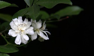 木香花的花期（木香花的花期是多长时间）