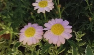 玛格丽特花怎么养（玛格丽特花怎么养冬季）