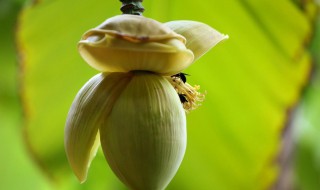 芭蕉心可以吃吗 芭蕉心可不可以吃?