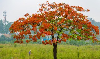 凤凰木花语（凤凰木花语?）