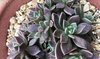 多肉介壳虫怎么根除 多肉植物的介壳虫怎么处理