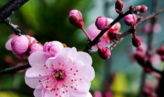 6月开什么花 6月开什么花开花季节