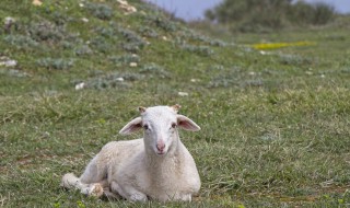 新手养羊的十种方法 新手养羊的十种方法图解