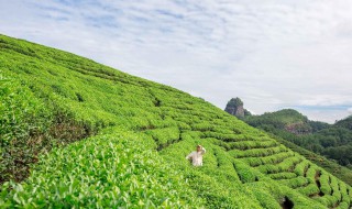 茶树种植技术茶叶种植方法 茶树种植方式