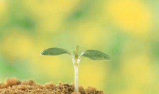 双子叶植物种子和单子叶植物的区别 双子叶植物种子和单子叶植物的区别