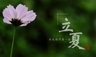 立夏的真名叫什么